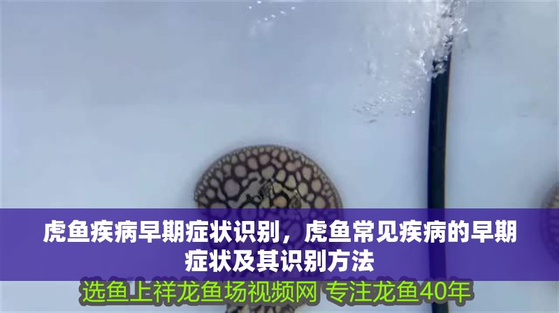 虎魚疾病早期癥狀識別，虎魚常見疾病的早期癥狀及其識別方法