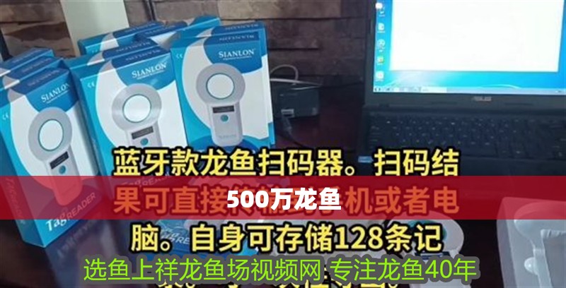 500萬龍魚