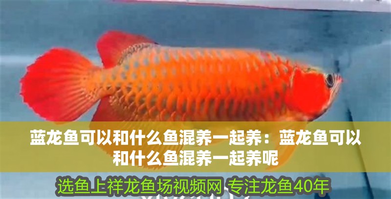 藍龍魚可以和什么魚混養(yǎng)一起養(yǎng)：藍龍魚可以和什么魚混養(yǎng)一起養(yǎng)呢