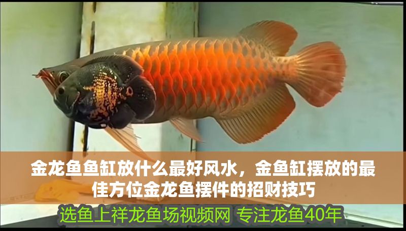 金龍魚魚缸放什么最好風水，金魚缸擺放的最佳方位金龍魚擺件的招財技巧