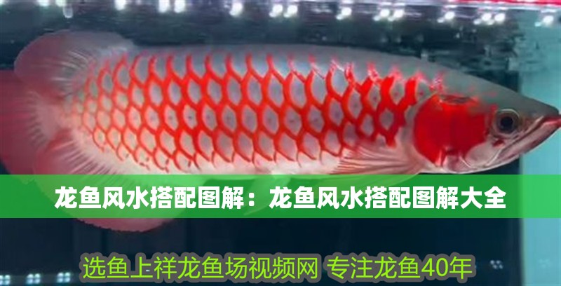 龍魚風(fēng)水搭配圖解：龍魚風(fēng)水搭配圖解大全