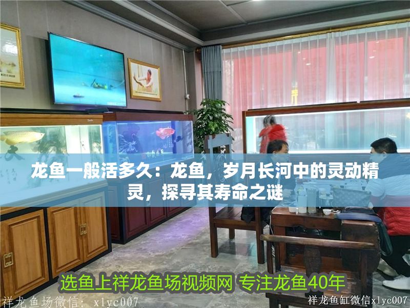 龍魚一般活多久：龍魚，歲月長(zhǎng)河中的靈動(dòng)精靈，探尋其壽命之謎