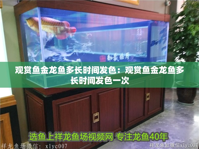 觀賞魚金龍魚多長時間發色：觀賞魚金龍魚多長時間發色一次