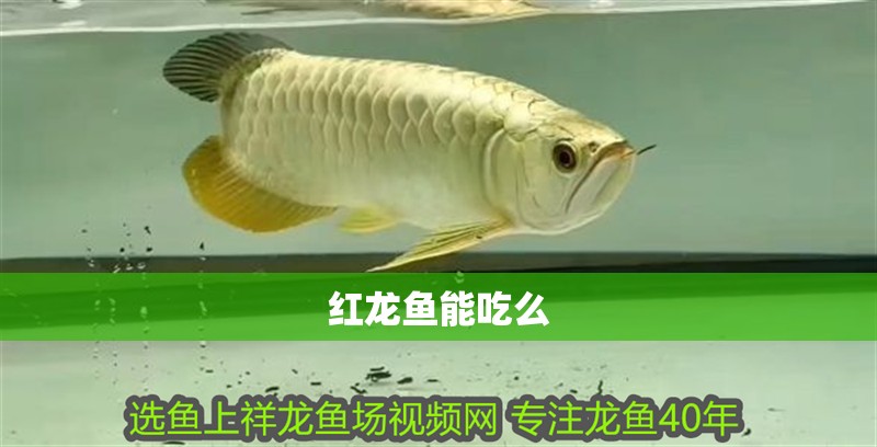 紅龍魚(yú)能吃么 紅龍魚(yú)能吃么 龍魚(yú)百科 第2張