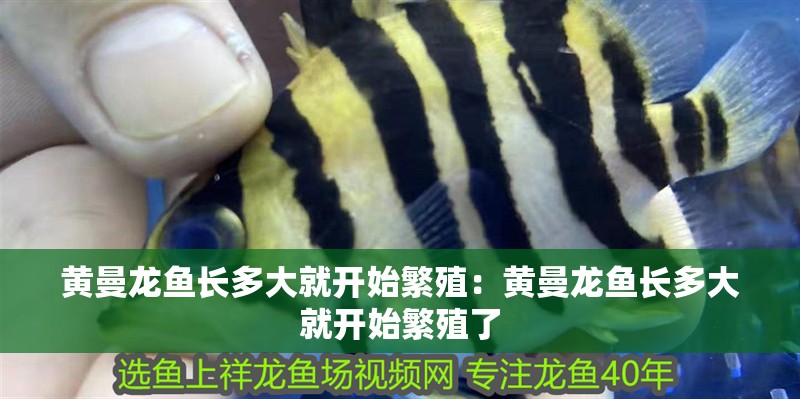 黃曼龍魚長多大就開始繁殖：黃曼龍魚長多大就開始繁殖了