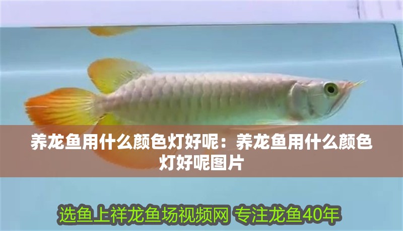 養(yǎng)龍魚用什么顏色燈好呢：養(yǎng)龍魚用什么顏色燈好呢圖片