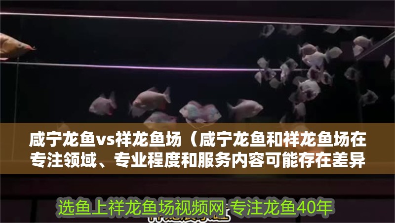 咸寧龍魚vs祥龍魚場（咸寧龍魚和祥龍魚場在專注領域、專業程度和服務內容可能存在差異）