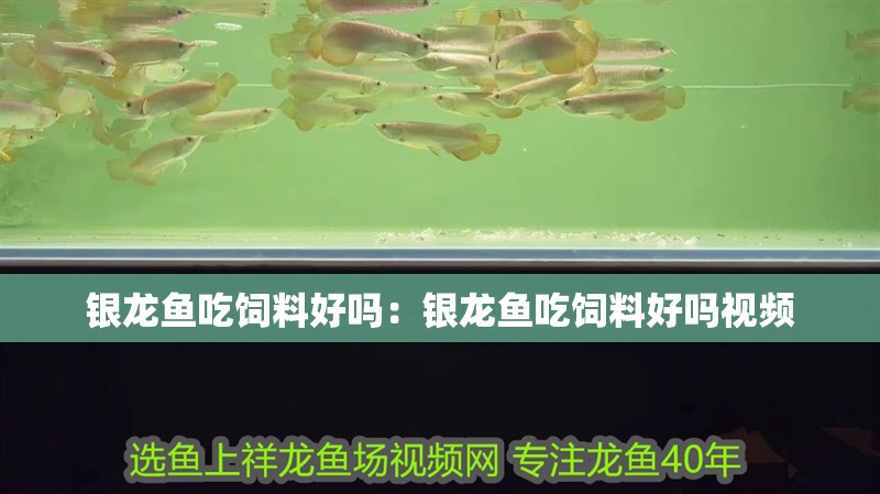 銀龍魚吃飼料好嗎：銀龍魚吃飼料好嗎視頻
