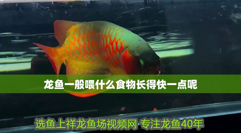 龍魚一般喂什么食物長得快一點呢