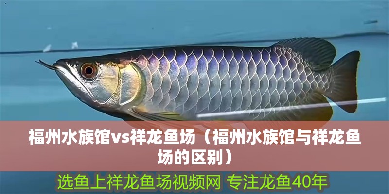 福州水族館vs祥龍魚場（福州水族館與祥龍魚場的區別） 福州水族館vs祥龍魚場（福州水族館與祥龍魚場的區別） 全國水族館企業名錄 第1張