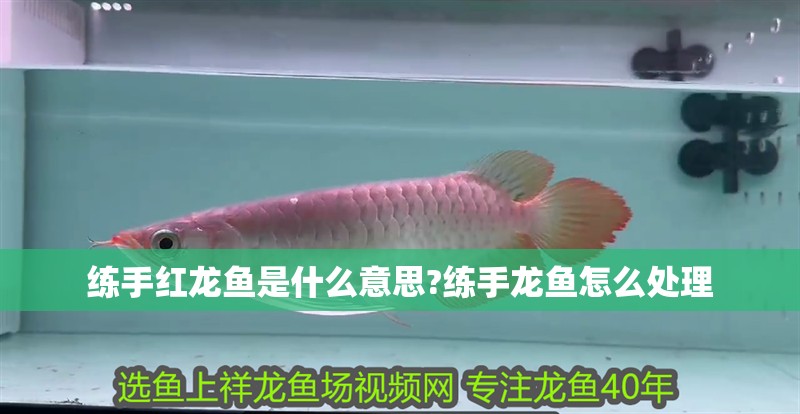 練手紅龍魚是什么意思?練手龍魚怎么處理