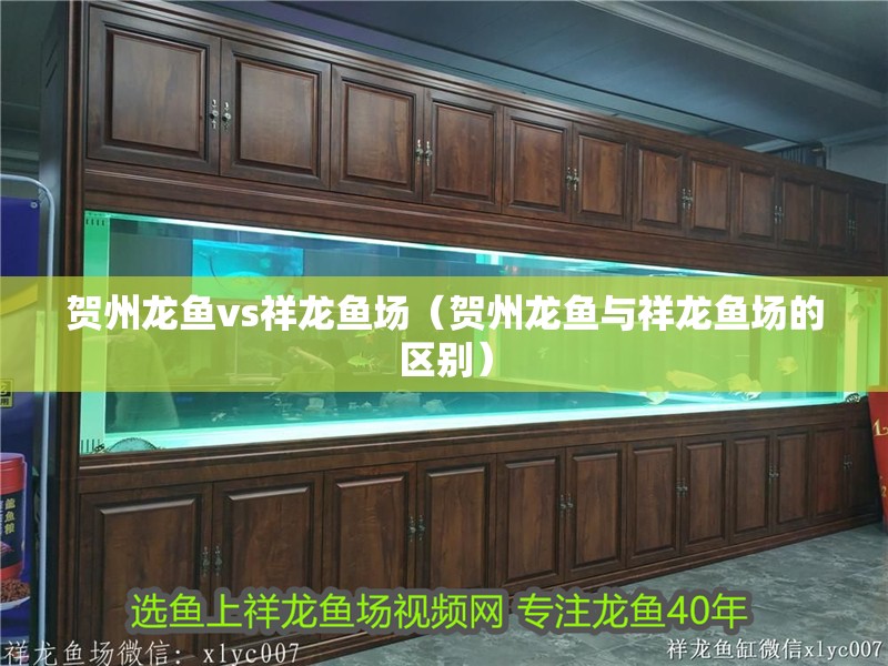 賀州龍魚vs祥龍魚場（賀州龍魚與祥龍魚場的區別）