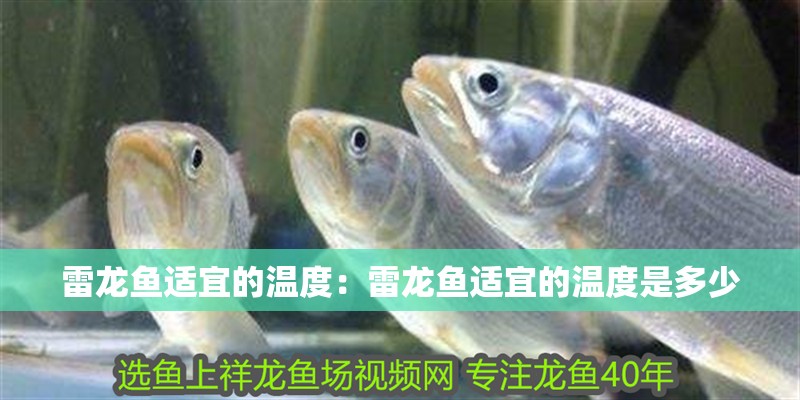 雷龍魚適宜的溫度：雷龍魚適宜的溫度是多少 雷龍魚適宜的溫度：雷龍魚適宜的溫度是多少 水族問答