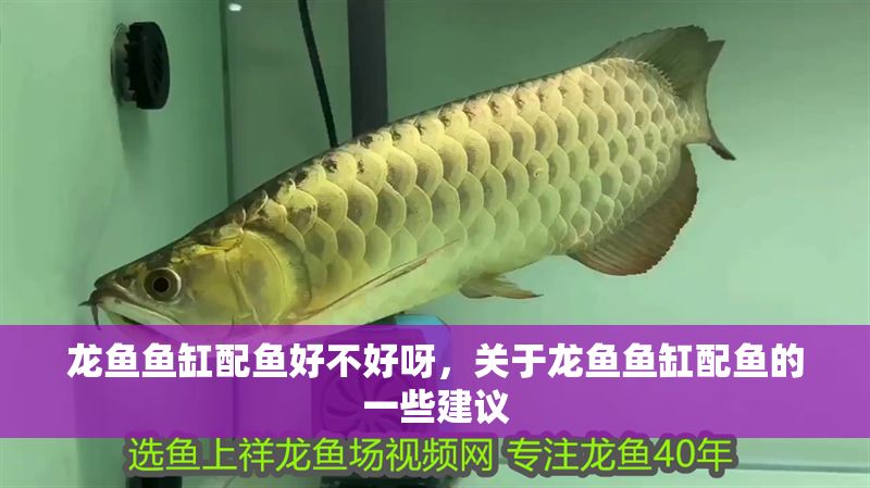 龍魚魚缸配魚好不好呀，關于龍魚魚缸配魚的一些建議 龍魚魚缸配魚好不好呀，關于龍魚魚缸配魚的一些建議 魚缸百科 第2張