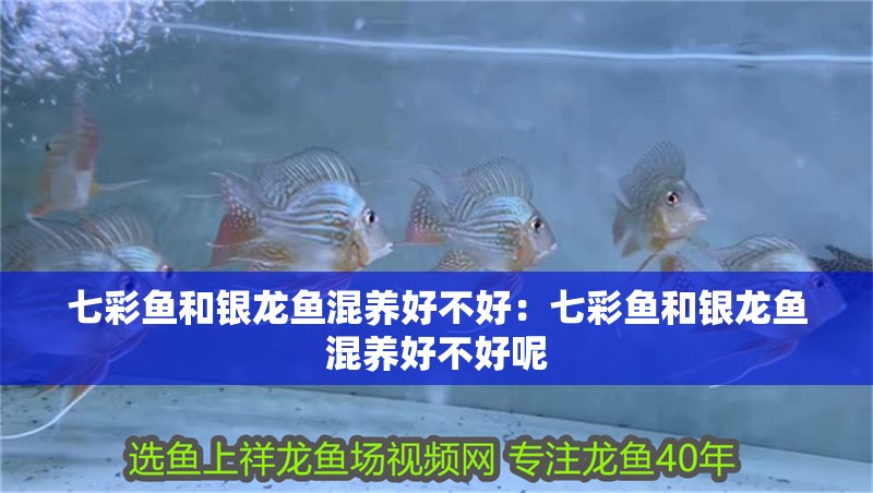 七彩魚和銀龍魚混養好不好：七彩魚和銀龍魚混養好不好呢
