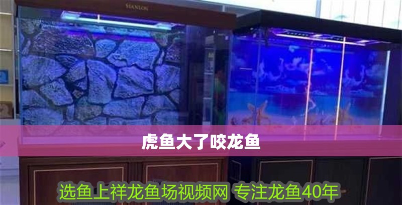 虎魚(yú)大了咬龍魚(yú)