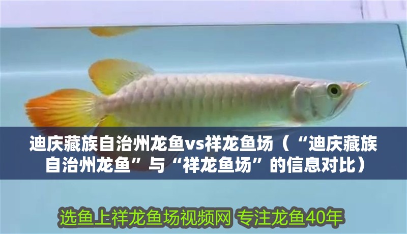 迪慶藏族自治州龍魚vs祥龍魚場(chǎng)(“迪慶藏族自治州龍魚”與“祥龍魚場(chǎng)”的信息對(duì)比) 全國(guó)水族館企業(yè)名錄 第1張 迪慶藏族自治州龍魚vs祥龍魚場(chǎng)(“迪慶藏族自治州龍魚”與“祥龍魚場(chǎng)”的信息對(duì)比) 迪慶藏族自治州龍魚vs祥龍魚場(chǎng)(“迪慶藏族自治州龍魚”與“祥龍魚場(chǎng)”的信息對(duì)比) 全國(guó)水族館企業(yè)名錄 第1張