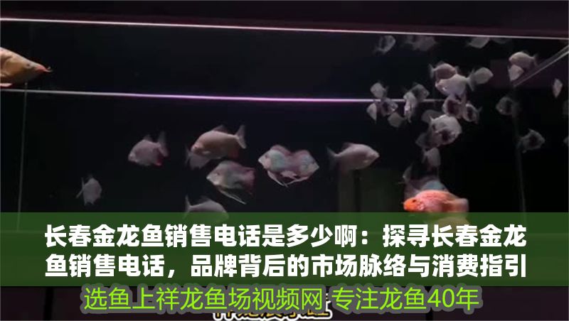 長春金龍魚銷售電話是多少啊：探尋長春金龍魚銷售電話，品牌背后的市場脈絡與消費指引