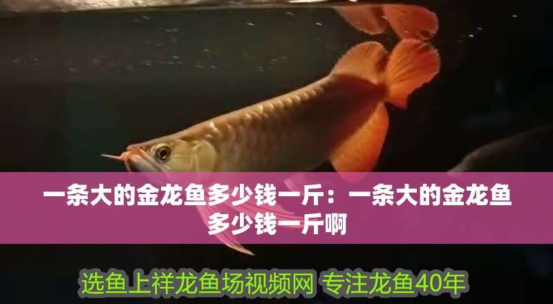 一條大的金龍魚多少錢一斤：一條大的金龍魚多少錢一斤啊 一條大的金龍魚多少錢一斤：一條大的金龍魚多少錢一斤啊 水族問答