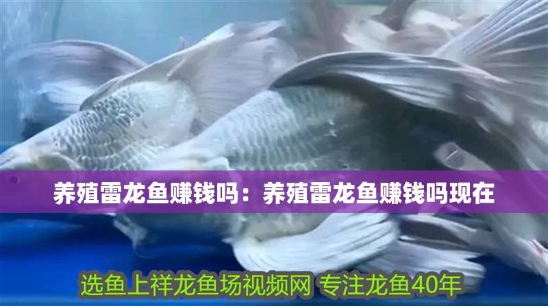 養殖雷龍魚賺錢嗎：養殖雷龍魚賺錢嗎現在 養殖雷龍魚賺錢嗎：養殖雷龍魚賺錢嗎現在 水族問答