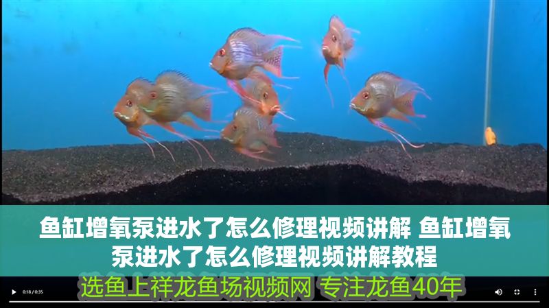 魚缸增氧泵進水了怎么修理視頻講解 魚缸增氧泵進水了怎么修理視頻講解教程 魚缸百科 第1張 魚缸增氧泵進水了怎么修理視頻講解 魚缸增氧泵進水了怎么修理視頻講解教程 魚缸增氧泵進水了怎么修理視頻講解 魚缸增氧泵進水了怎么修理視頻講解教程 魚缸百科 第1張