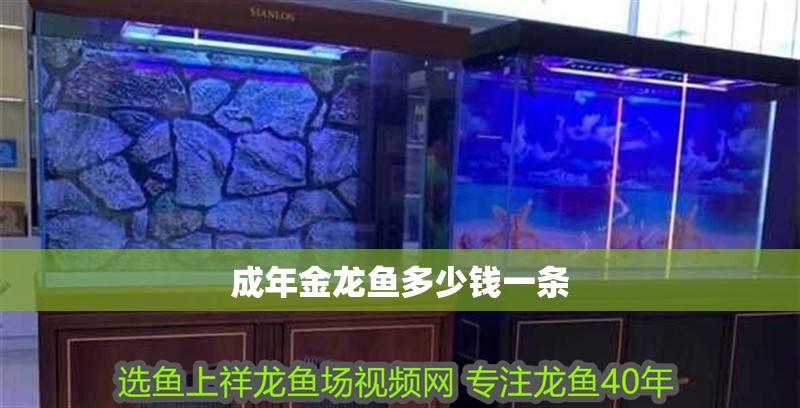 成年金龍魚多少錢一條