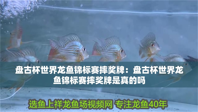 盤古杯世界龍魚錦標賽摔獎牌：盤古杯世界龍魚錦標賽摔獎牌是真的嗎 盤古杯世界龍魚錦標賽摔獎牌：盤古杯世界龍魚錦標賽摔獎牌是真的嗎 水族問答