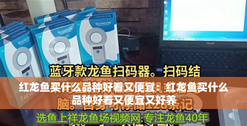 紅龍魚買什么品種好看又便宜：紅龍魚買什么品種好看又便宜又好養