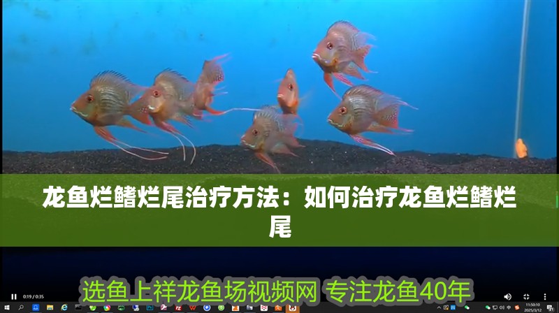 龍魚爛鰭爛尾治療方法：如何治療龍魚爛鰭爛尾 龍魚爛鰭爛尾治療方法：如何治療龍魚爛鰭爛尾 龍魚百科 第2張