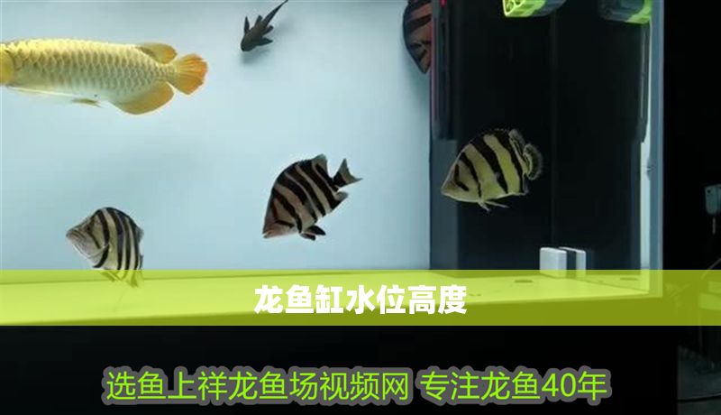 龍魚缸水位高度