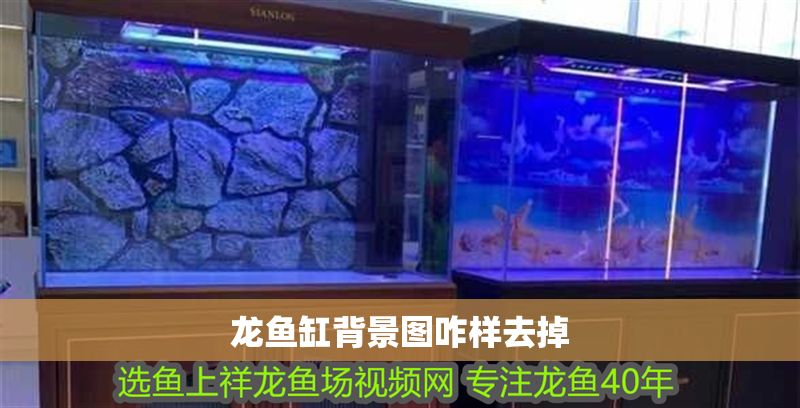 龍魚缸背景圖咋樣去掉 龍魚缸背景圖咋樣去掉 魚缸百科 第2張