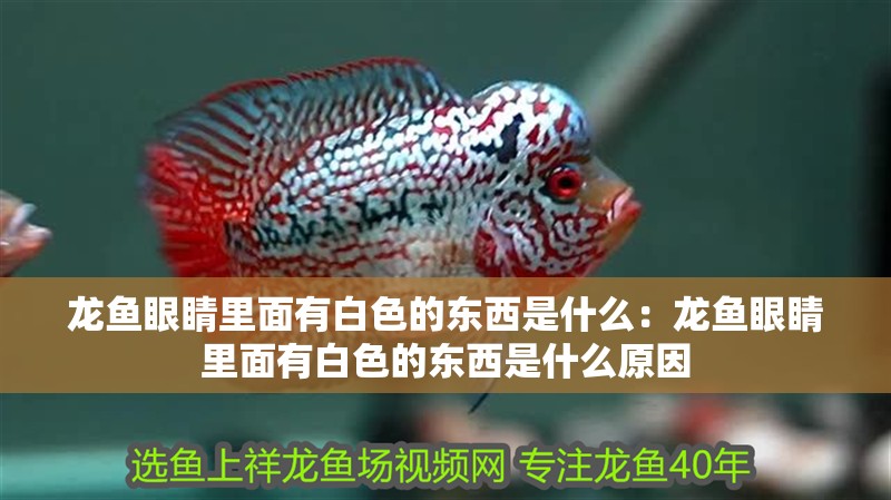 龍魚眼睛里面有白色的東西是什么：龍魚眼睛里面有白色的東西是什么原因 龍魚眼睛里面有白色的東西是什么：龍魚眼睛里面有白色的東西是什么原因 水族問答