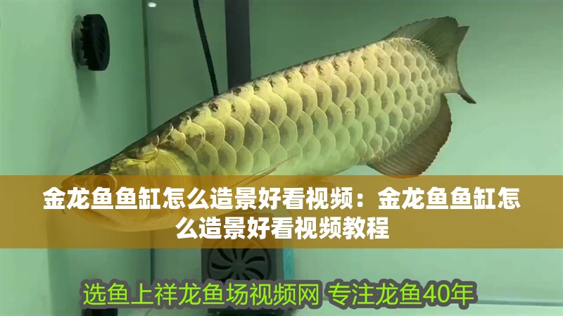 金龍魚魚缸怎么造景好看視頻：金龍魚魚缸怎么造景好看視頻教程