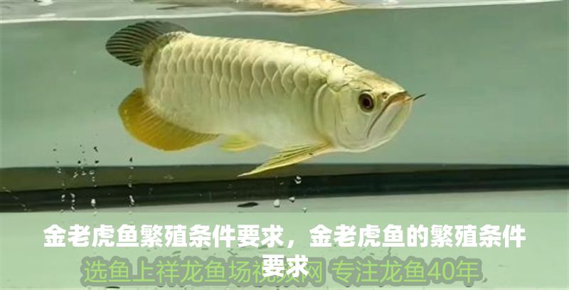 金老虎魚繁殖條件要求，金老虎魚的繁殖條件要求