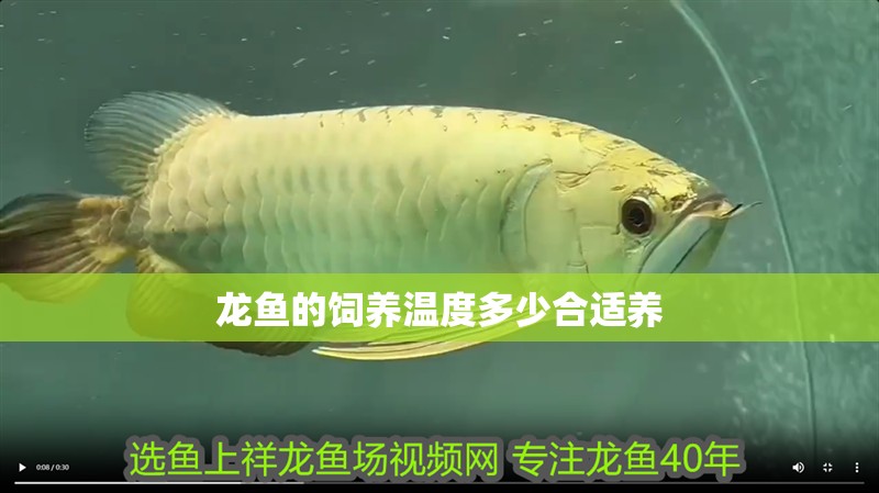 龍魚的飼養(yǎng)溫度多少合適養(yǎng)