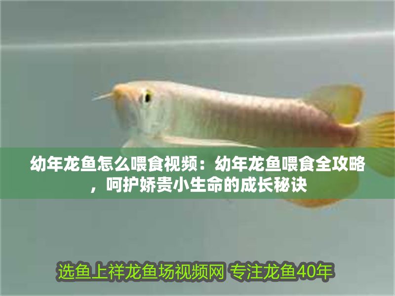 幼年龍魚怎么喂食視頻：幼年龍魚喂食全攻略，呵護嬌貴小生命的成長秘訣