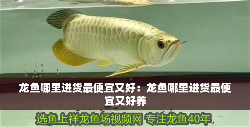龍魚哪里進貨最便宜又好：龍魚哪里進貨最便宜又好養 龍魚哪里進貨最便宜又好：龍魚哪里進貨最便宜又好養 水族問答