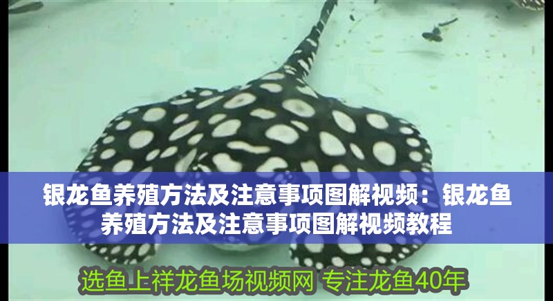 銀龍魚養(yǎng)殖方法及注意事項圖解視頻:銀龍魚養(yǎng)殖方法及注意事項圖解視頻教程 水族問答 銀龍魚養(yǎng)殖方法及注意事項圖解視頻:銀龍魚養(yǎng)殖方法及注意事項圖解視頻教程 銀龍魚養(yǎng)殖方法及注意事項圖解視頻:銀龍魚養(yǎng)殖方法及注意事項圖解視頻教程 水族問答