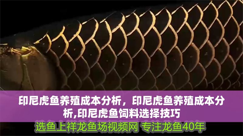 印尼虎魚養殖成本分析，印尼虎魚養殖成本分析,印尼虎魚飼料選擇技巧