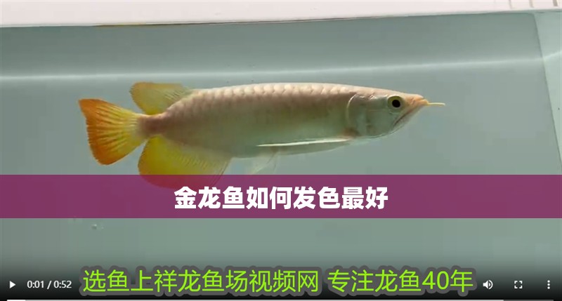 金龍魚如何發色最好 龍魚百科 第2張 金龍魚如何發色最好 金龍魚如何發色最好 龍魚百科 第2張