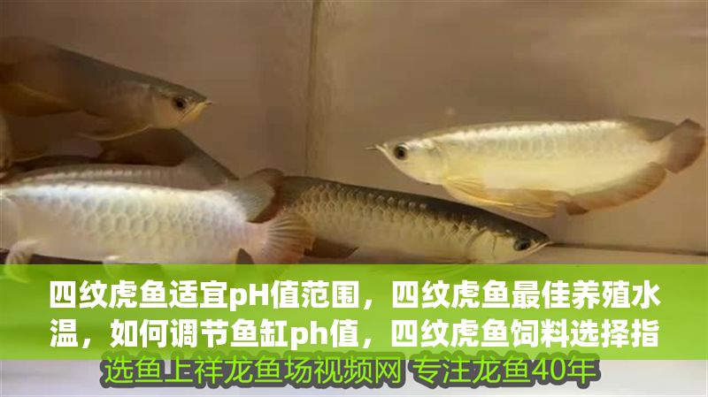 四紋虎魚適宜pH值范圍，四紋虎魚最佳養殖水溫，如何調節魚缸ph值，四紋虎魚飼料選擇指南 四紋虎魚適宜pH值范圍，四紋虎魚最佳養殖水溫，如何調節魚缸ph值，四紋虎魚飼料選擇指南 虎魚百科 第2張