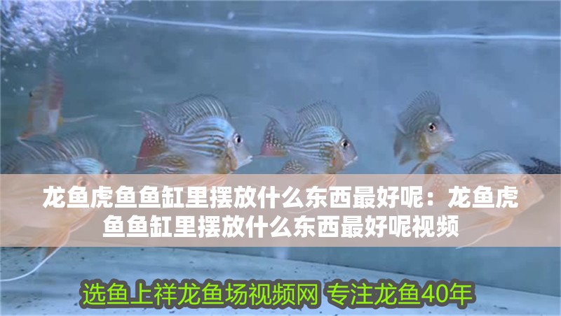 龍魚虎魚魚缸里擺放什么東西最好呢：龍魚虎魚魚缸里擺放什么東西最好呢視頻