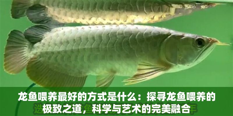 龍魚喂養最好的方式是什么：探尋龍魚喂養的極致之道，科學與藝術的完美融合