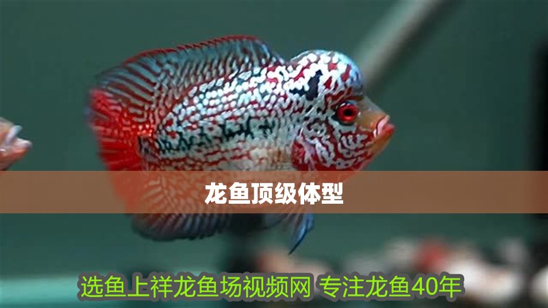龍魚頂級(jí)體型 龍魚頂級(jí)體型 龍魚百科 第2張