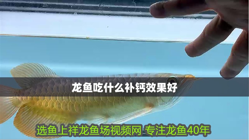 龍魚吃什么補鈣效果好