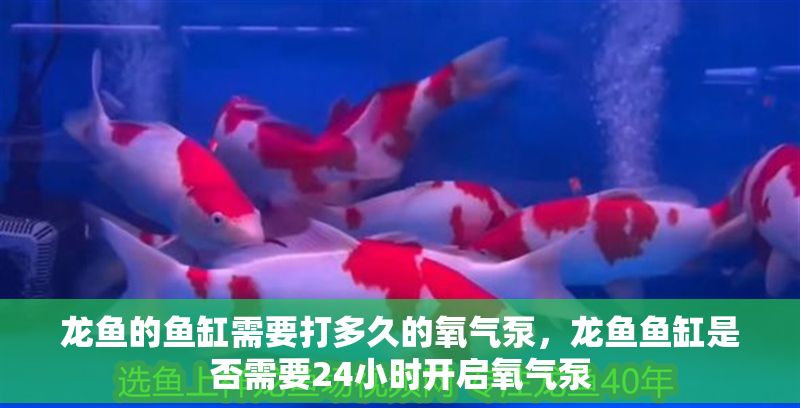 龍魚的魚缸需要打多久的氧氣泵，龍魚魚缸是否需要24小時開啟氧氣泵