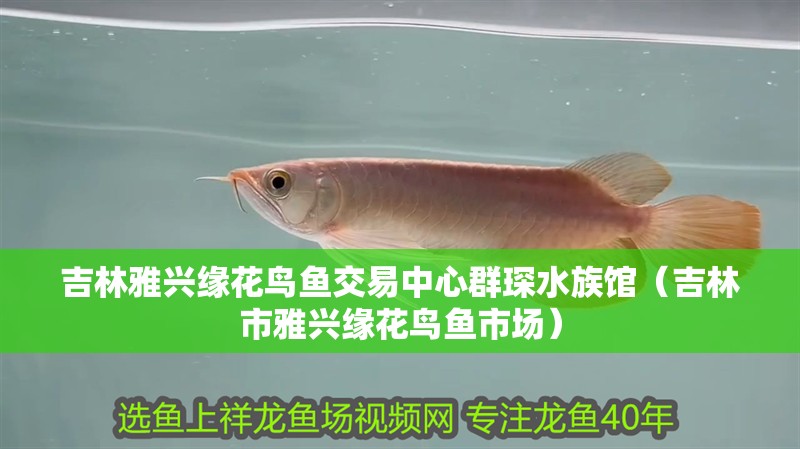 <strong><mark>吉林</mark></strong>雅興緣花鳥魚交易中心群琛水族館（<strong><mark>吉林</mark></strong>市雅興緣花鳥魚市場）