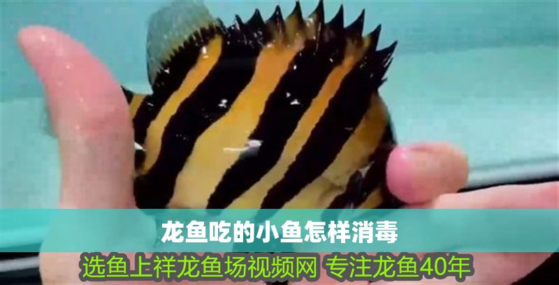 龍魚吃的小魚怎樣消毒