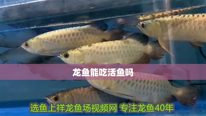 龍魚能吃活魚嗎 龍魚百科 第2張 龍魚能吃活魚嗎 龍魚能吃活魚嗎 龍魚百科 第2張
