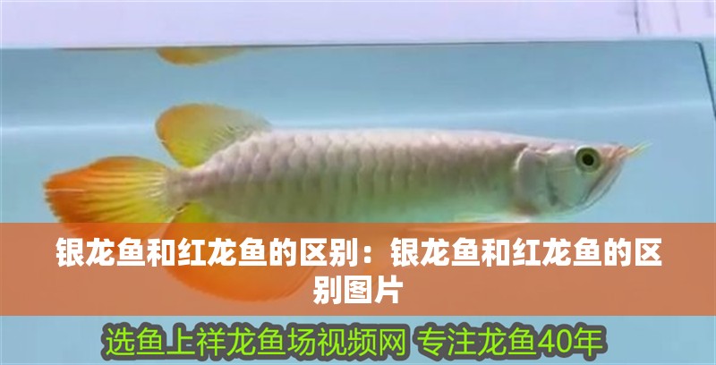 銀龍魚和紅龍魚的區(qū)別：銀龍魚和紅龍魚的區(qū)別圖片